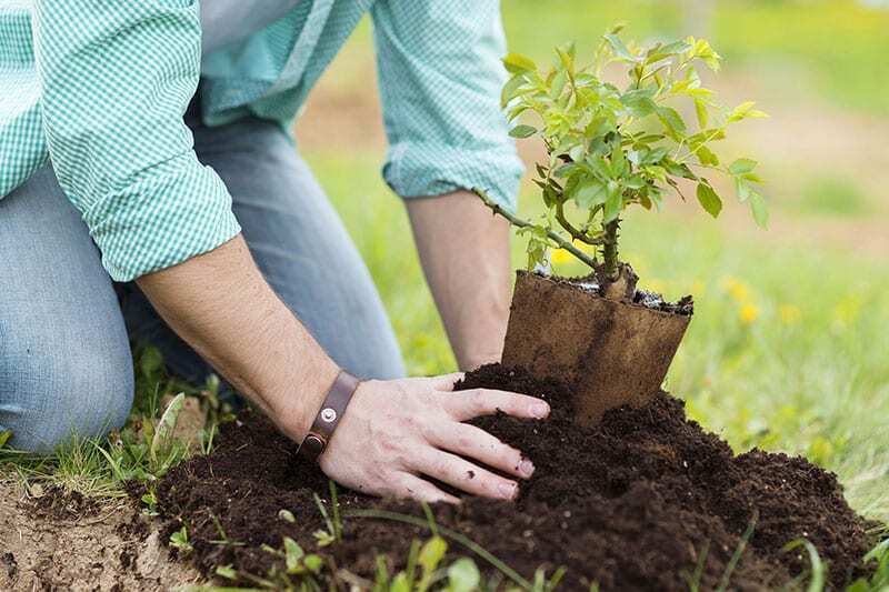 Planting