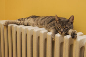 cat on a radiator of an oil-fired home heating boiler system
