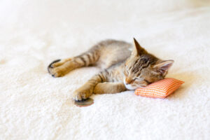 comfortable kitten with pillow depicting efficient home heating